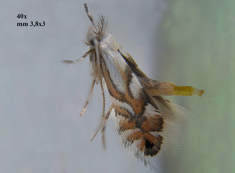 Phyllonorycter su ontano con parassitoidi